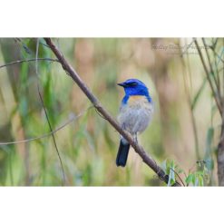 Malaysian Blue Flycatcher bird perched on a branch by photographer ashley vincent
