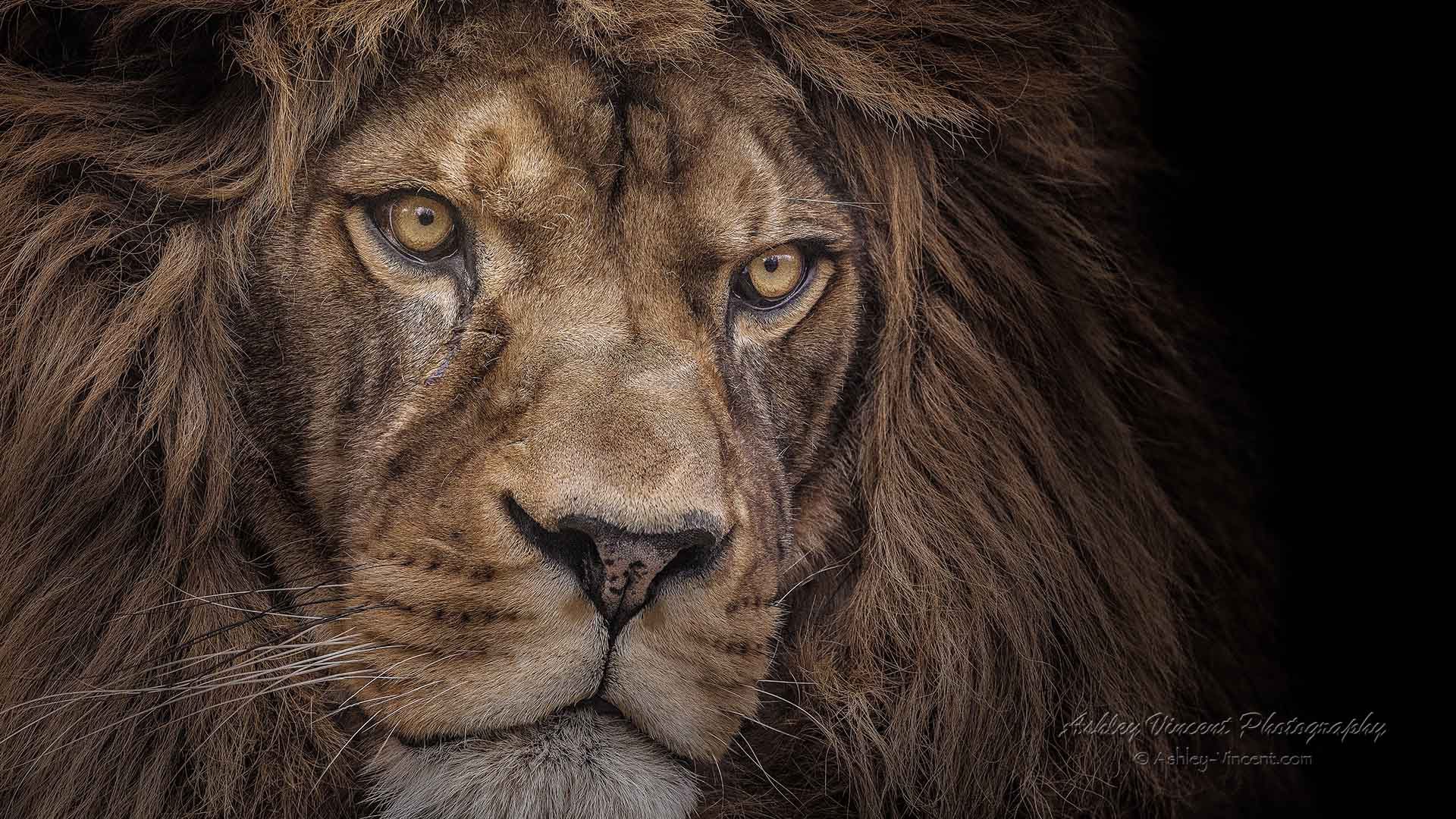 dramatic head shot of a Barbary Lion by ashley vincent