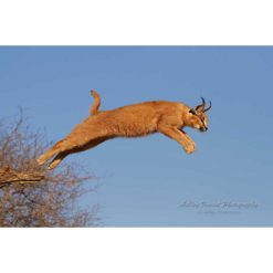 caracal leaping into midair from a tree branch by photographer ashley vincent