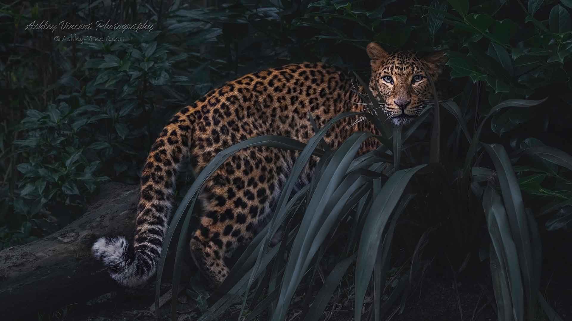 North Chinese Leopard surrounded by plant fronds by photographer ashley vincent