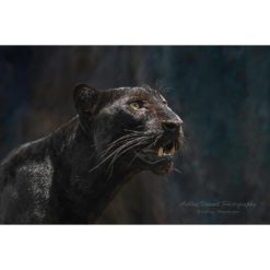 head shot of a Indochinese Black Leopard looking up into sunlight by ashley vincent