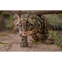 Clouded Leopard Cub walking under a fallen branch by ashley vincent