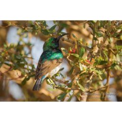 White-Belied Sunbird perched on a twig partially in shade by ashley vincent