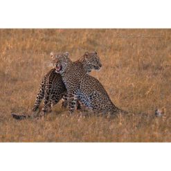 two African Leopards sitting next to each other in the Masai Mara by ashley vincent