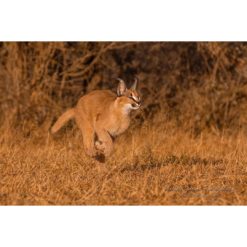 caracal cub running on grass in golden light by photographer ashley vincent