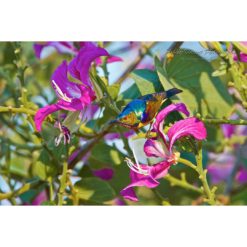 Brown-Throated Sunbird perched on a flower by photographer ashley vincent