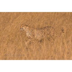 Cheetah on Early Morning Hunt in the Masai Mara by ashley vincent