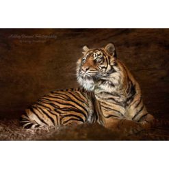 a Sumatran tiger laying on the ground looking to the right of the photographer by ashley vincent