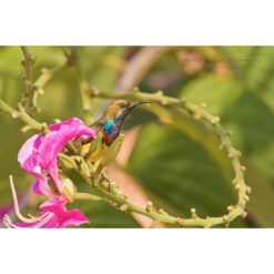 Olive-Backed Sunbird perched on a curved twig next to a pink flower by ashley vincent