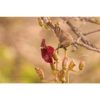 female scarlet-chested sunbird sipping nectar from red flower by photographer ashley vincent