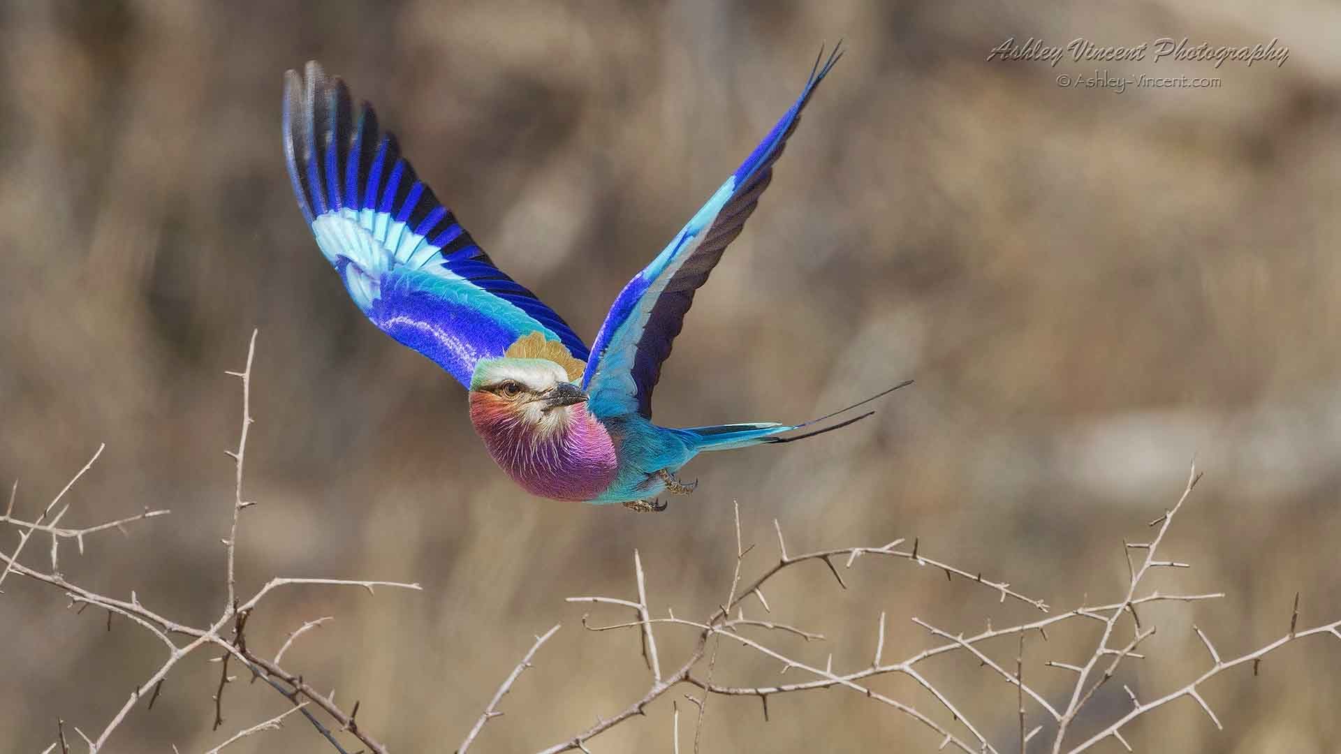 Lilac-Breasted Roller in flight by ashley vincent