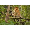 Proboscis Monkey sitting open mouthed in a tree staring at the photographer by ashley vincent