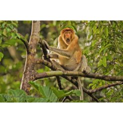 Proboscis Monkey sitting open mouthed in a tree staring at the photographer by ashley vincent