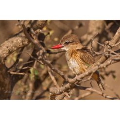 Brown-Hooded Kingfisher perched on a branch in profile by ashley vincent