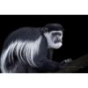 black and white Mantled Guereza monkey set against a black background by photographer ashley vincent