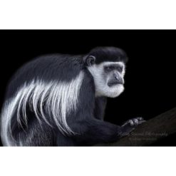 black and white Mantled Guereza monkey set against a black background by photographer ashley vincent