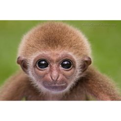 head shot of a baby Lar Gibbon staring directly at the photographer by ashley vincent