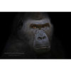 close up headshot of a Western Lowland Gorilla by ashley vincent