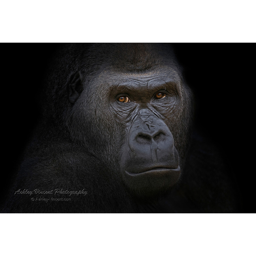 close up headshot of a Western Lowland Gorilla by ashley vincent
