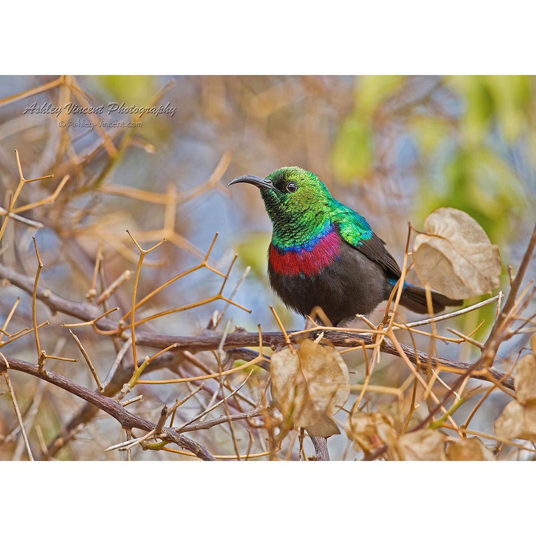 male Marico Sunbird perched on thin branch by ashley vincent