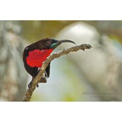 Scarlet-Chested Sunbird walking along a thin branch by ashley vincent