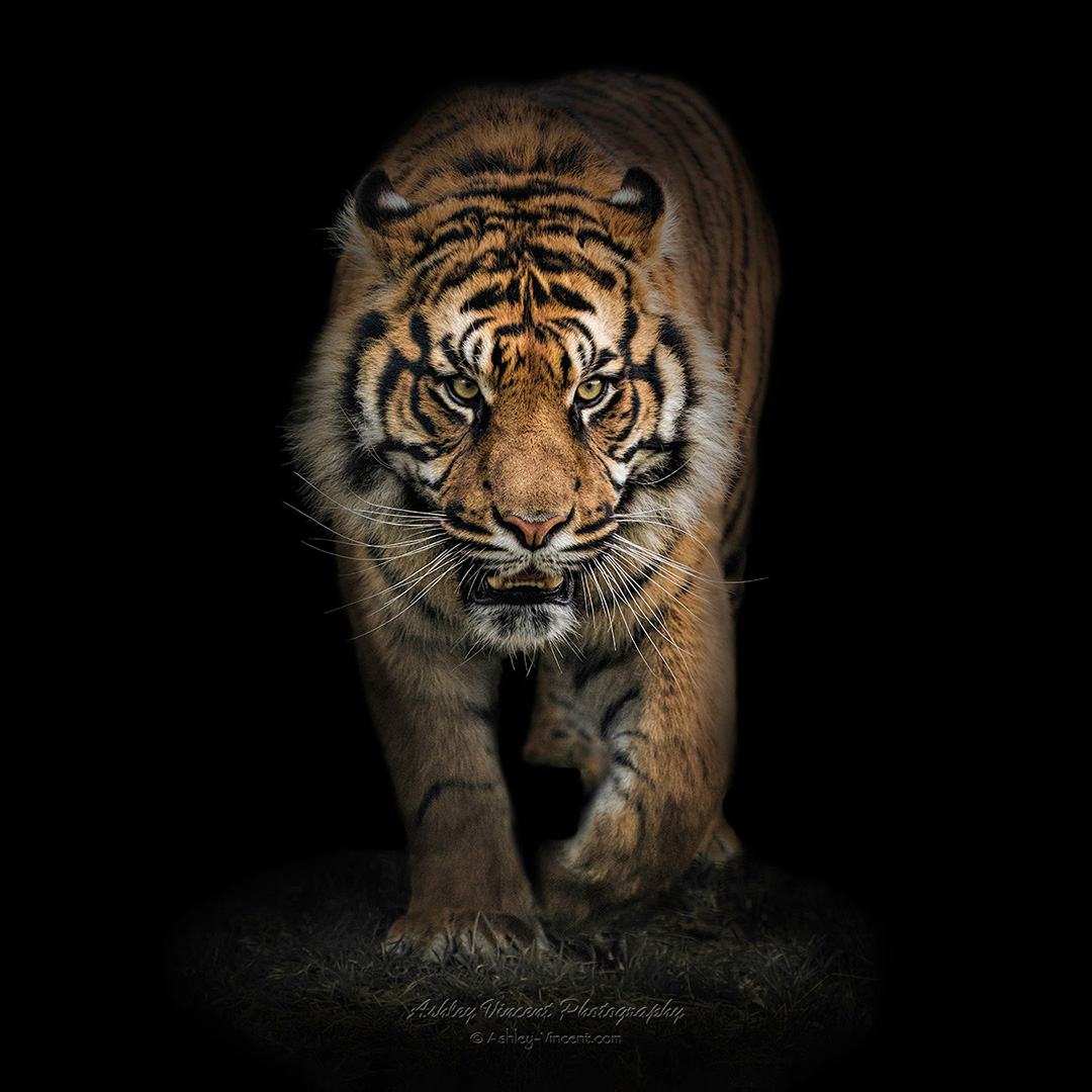 Sumatran Tiger walking directly toward the photographer by ashley vincent