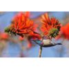 White-Belied Sunbird hanging upside-down from a orange-coloured flower of a coral tree by ashley vincent