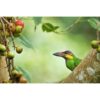 Gold-Whiskered Barbet perched on branch looking at figs it is about to feed on by ashley vincent