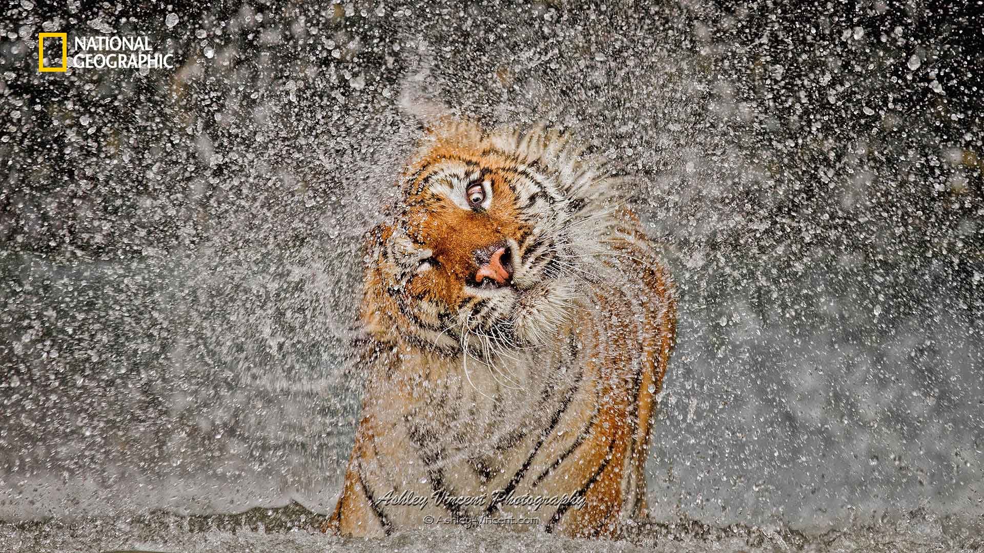 picture of a tiger shaking off water by wildlife photographer ashley vincent that won the overall grand prize of the 2012 National Geographic Photo Contest