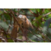 grey-eyed bulbul on a branch with one wing outstretched by photographer ashley vincent