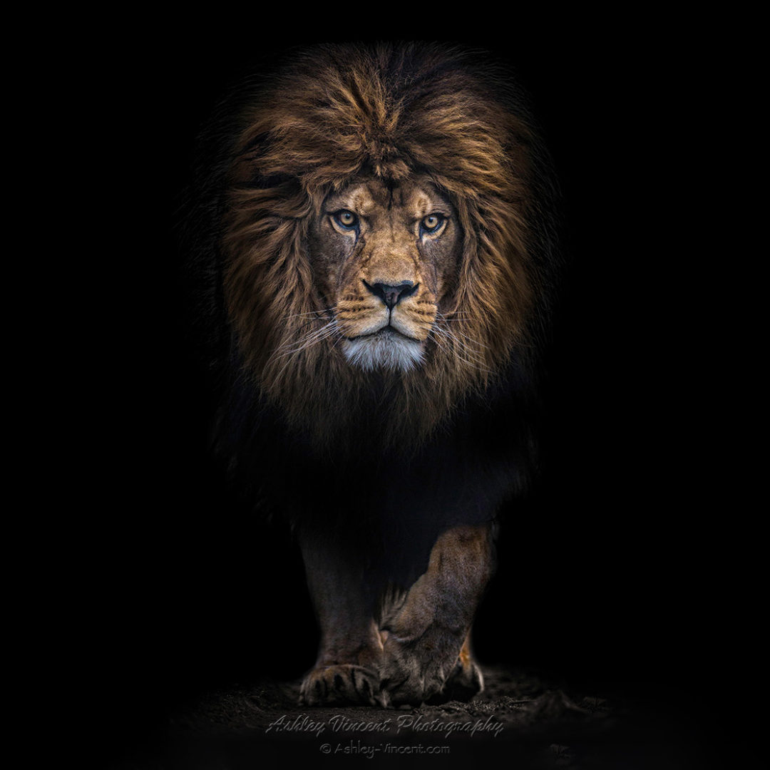 Barbary Lion walking directly toward the photographer by ashley vincent
