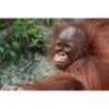 close up of a young Orangutan looking up at the sky by photographer ashley vincent