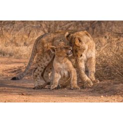 two African Lion Cubs playing on path by ashley vincent
