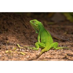 Jerdon's Forest Lizard sitting on ground by ashley vincent