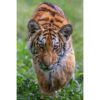 Siberian Tiger on grass stalking directly towards the photographer ashley vincent