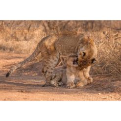 two African Lion Cubs playing on path by ashley vincent