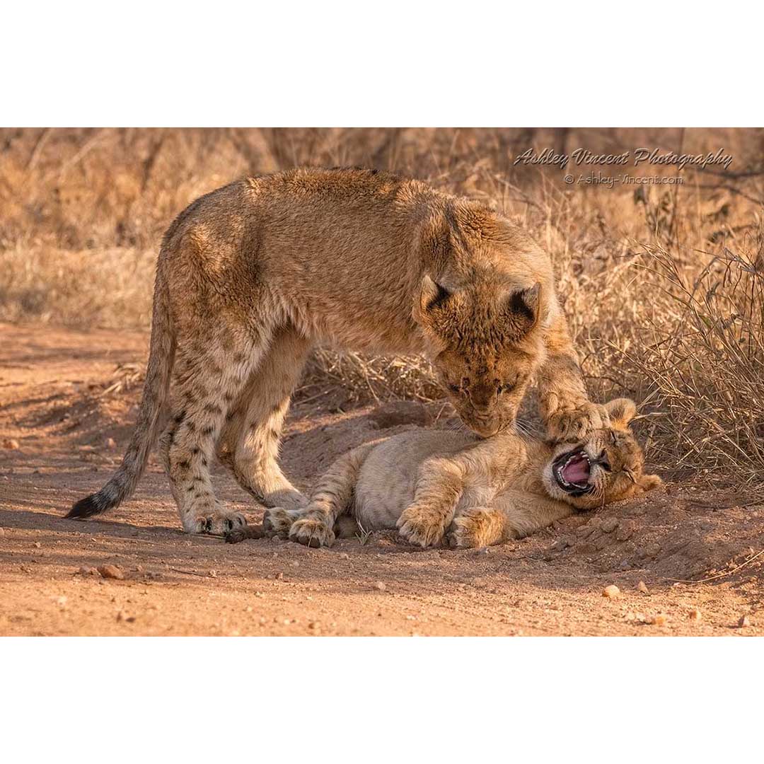 two African Lion Cubs playing on path by ashley vincent