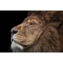 colour close up portrait in profile of an male african lion by photographer ashley vincent