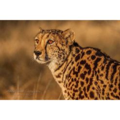 A female king cheetah bathed in the golden rays of South African sunlight captured by wildlife photographer Ashley Vincent