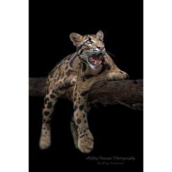 clouded leopard laying along a tree branch looking upward set against a black background by photographer ashley vincent
