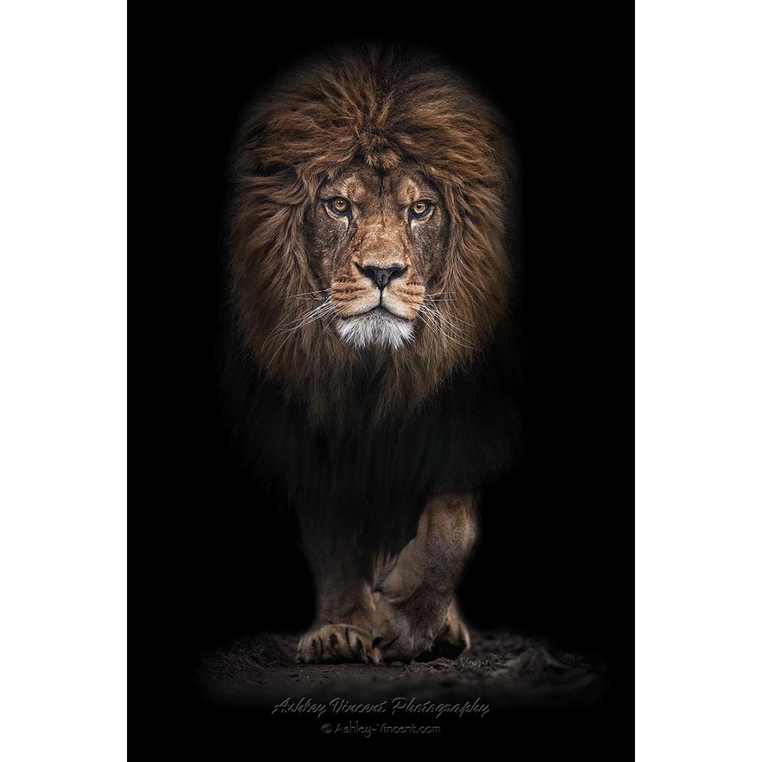 Barbary Lion walking directly toward the photographer by ashley vincent