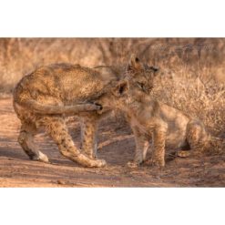 two African Lion Cubs playing on path by ashley vincent