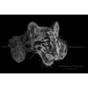 black and white portrait of an open mouthed clouded leopard cub by photographer ashley vincent