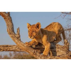 African lion cub clambering on a fallen tree in golden sunlight by ashley vincent