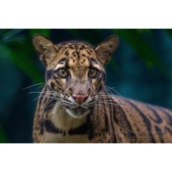 female clouded leopard staring directly into the camera while set against a dark background by ashley vincent