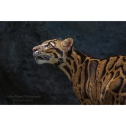 a clouded leopard in profile staring up toward the sky set against a dark background by ashley vincent