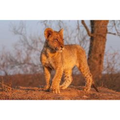 African Lion Cub standing on a hill in golden sunlight by ashley vincent