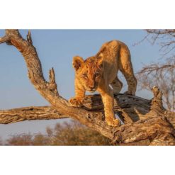 African lion cub standing on a fallen tree in golden sunlight by ashley vincent