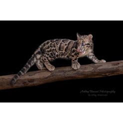clouded leopard cub walking along a log against black background by photographer ashley vincent