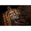 portrait headshot of a male clouded leopard set against a dark background by ashley vincent